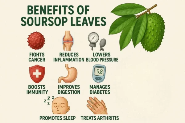 15 health benefits of soursop leaves