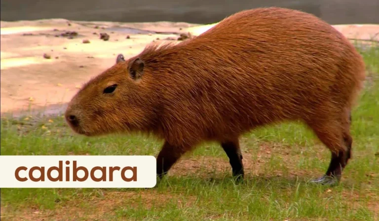 cadibara
